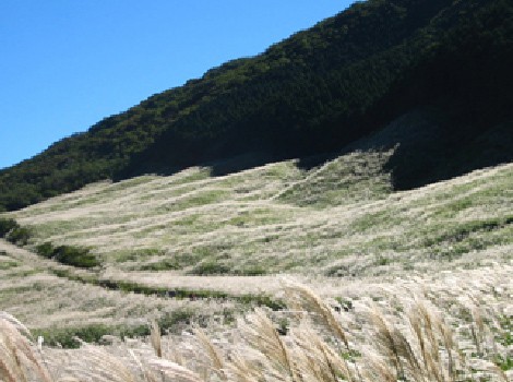 Sengokuhara Grasslands