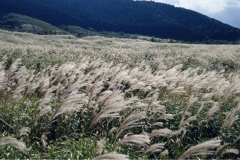 Sengokuhara Susuki Grass Fields